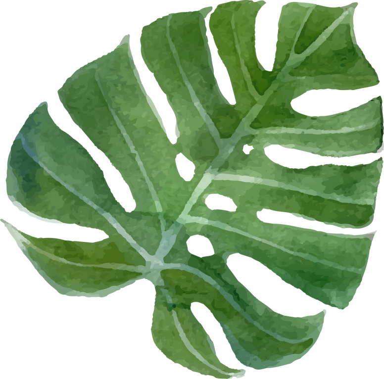 Monstera Leaf Illustration